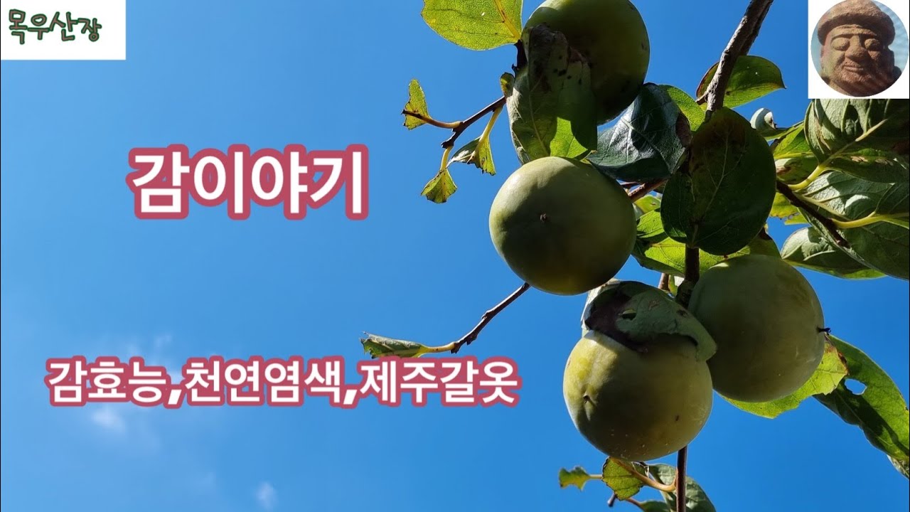감나무#감효능#감잎차#꽃감#감염색#갈옷,감식초#########