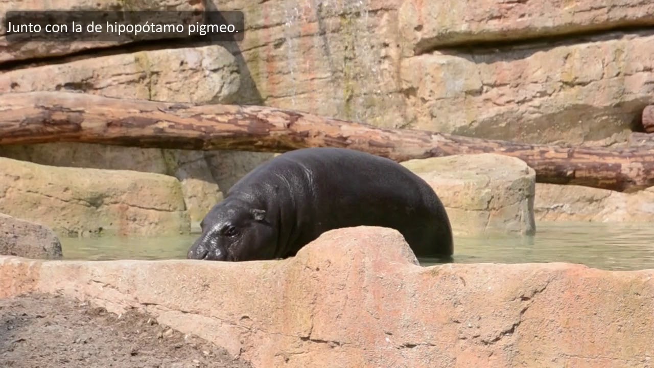Recorrido por Río Safari Elche