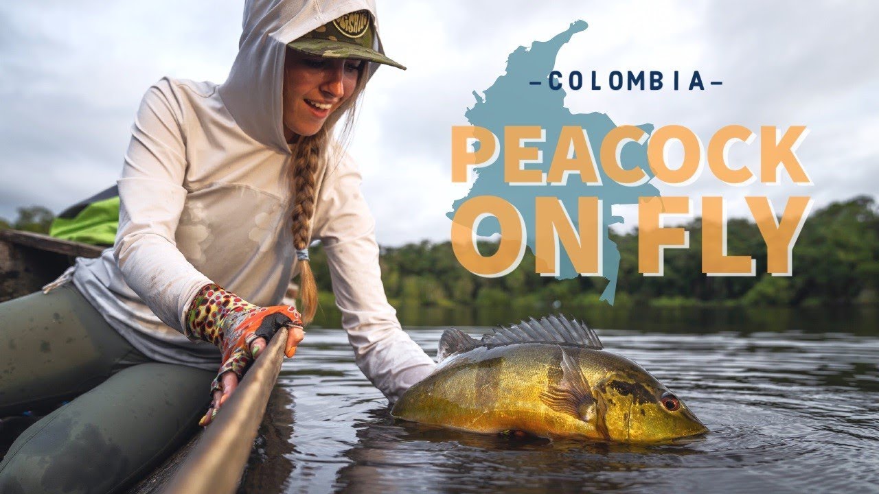 Peacock fly fishing in the Colombian jungle