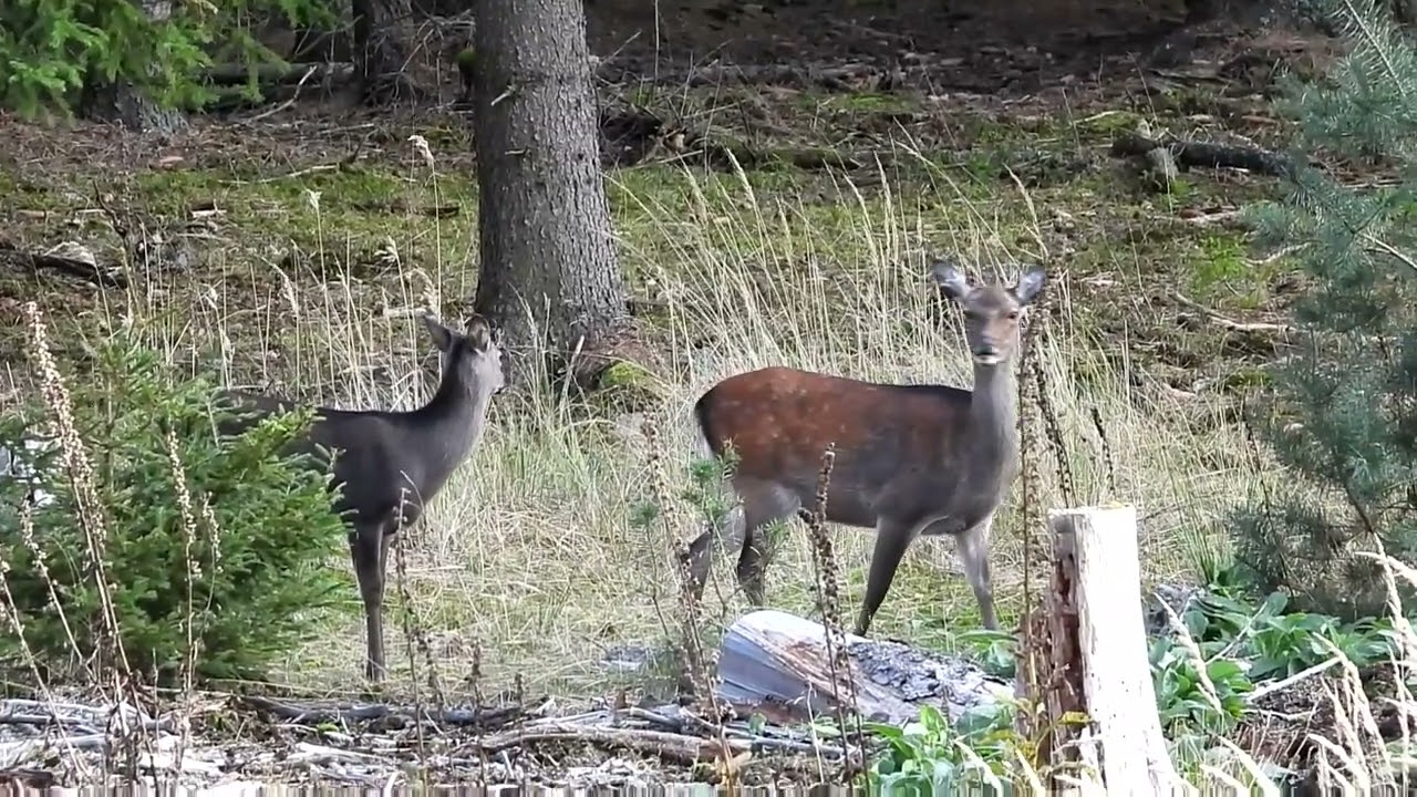 Sika hunting in full rut.