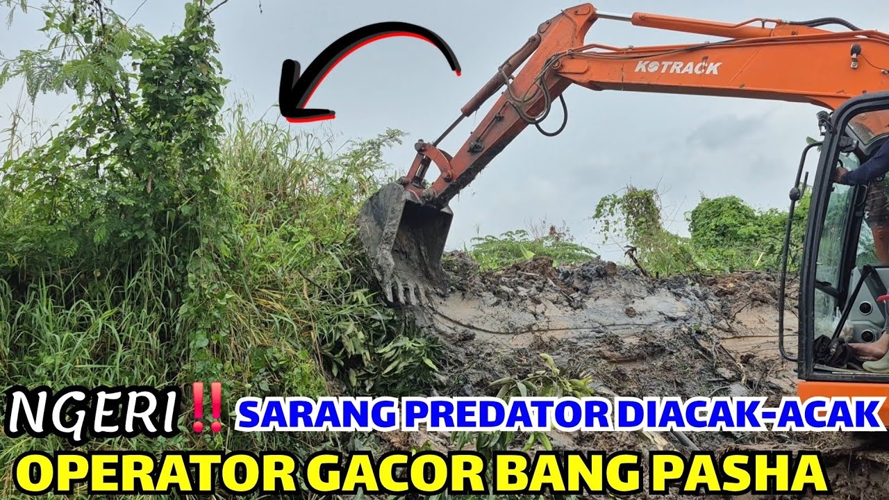 NGERI❗️OPERATOR YANG SATU INI❗️SARANG PREDATOR DI ACAK-ACAK SAMPE PADA KELUAR PENGHUNINYA❗️