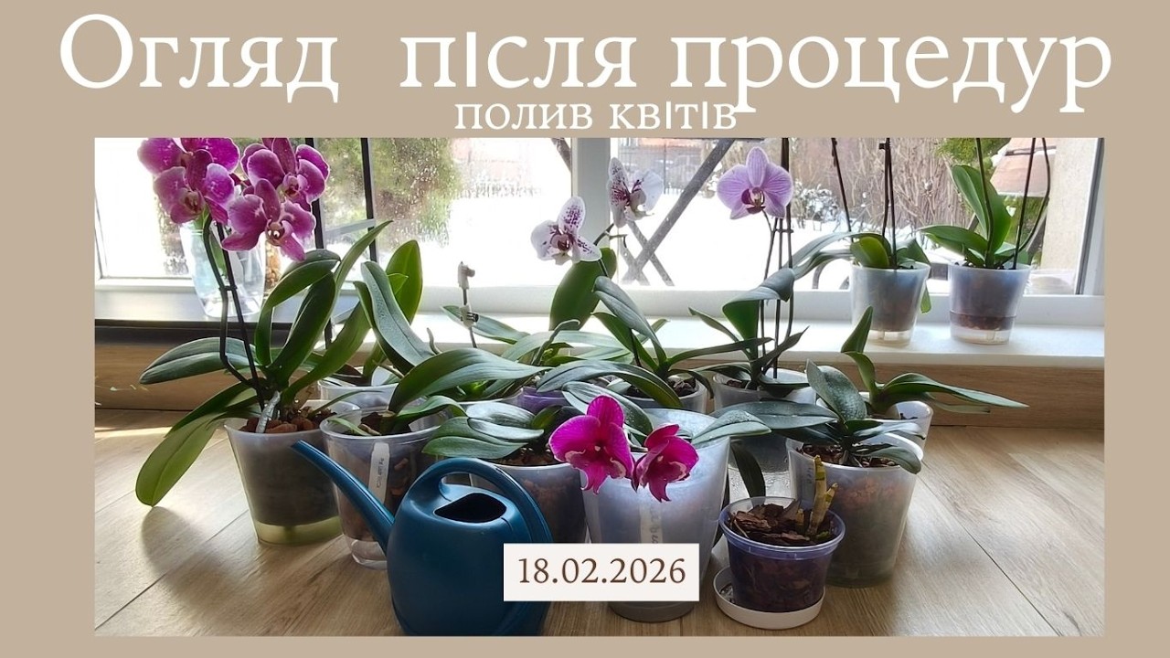 Огляд орхідей ПІСЛЯ ПРОЦЕДУР та невеличкий полив