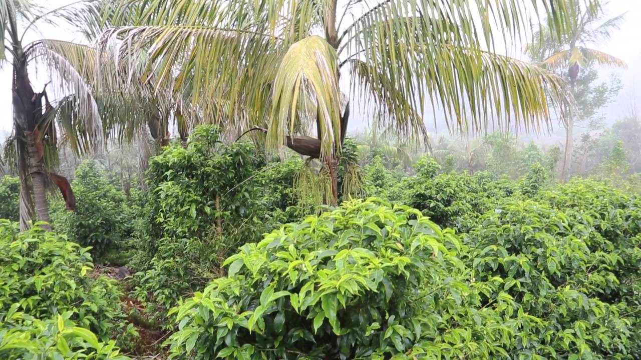 La maison du Laurina, café bourbon pointu à l'île de la Réunion