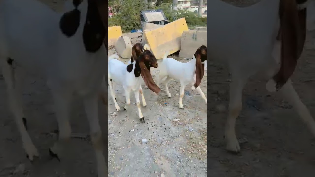 New Goat arrived Get ready for 2026