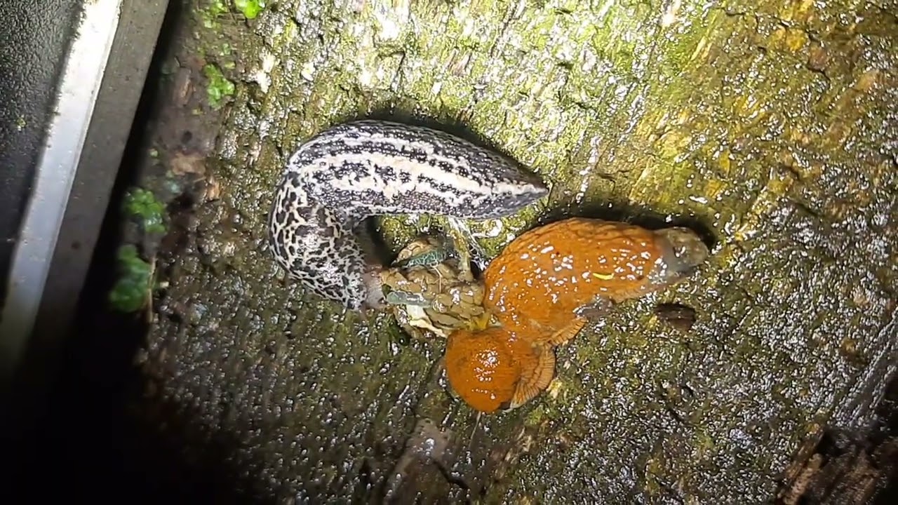 Tiger Slug: the Carnivorous Predator of brown slugs