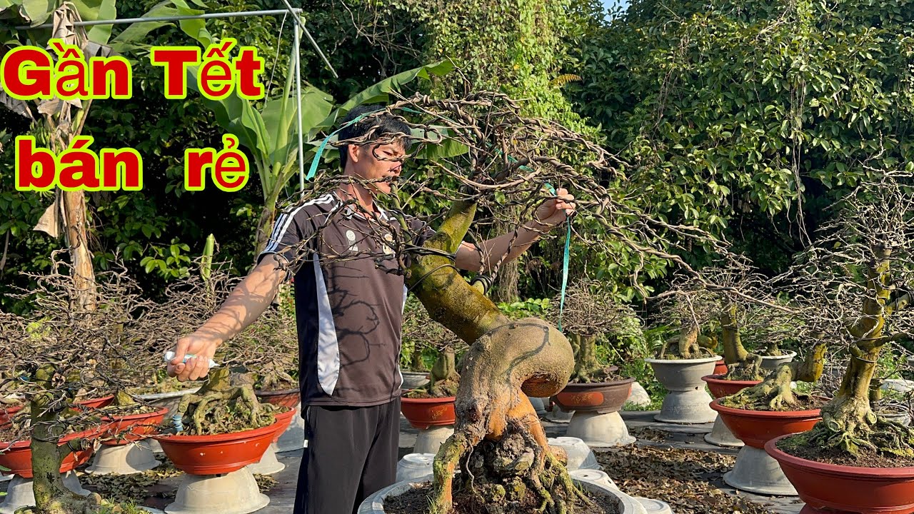 13/12 Al ☎️0393 843 842 gặp Kha 🌲🌲mai chơi Tết 2026
