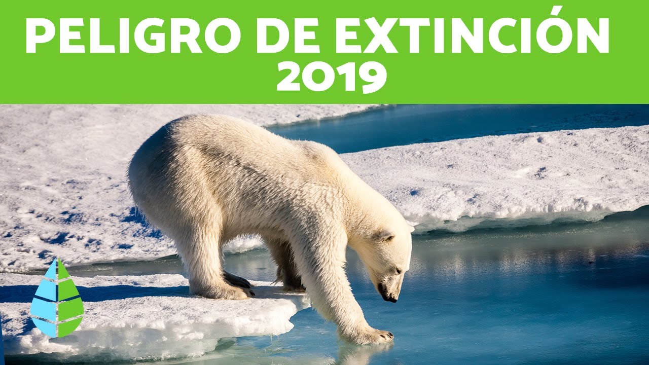 15 ANIMALES en PELIGRO de EXTINCI&Oacute;N 2019