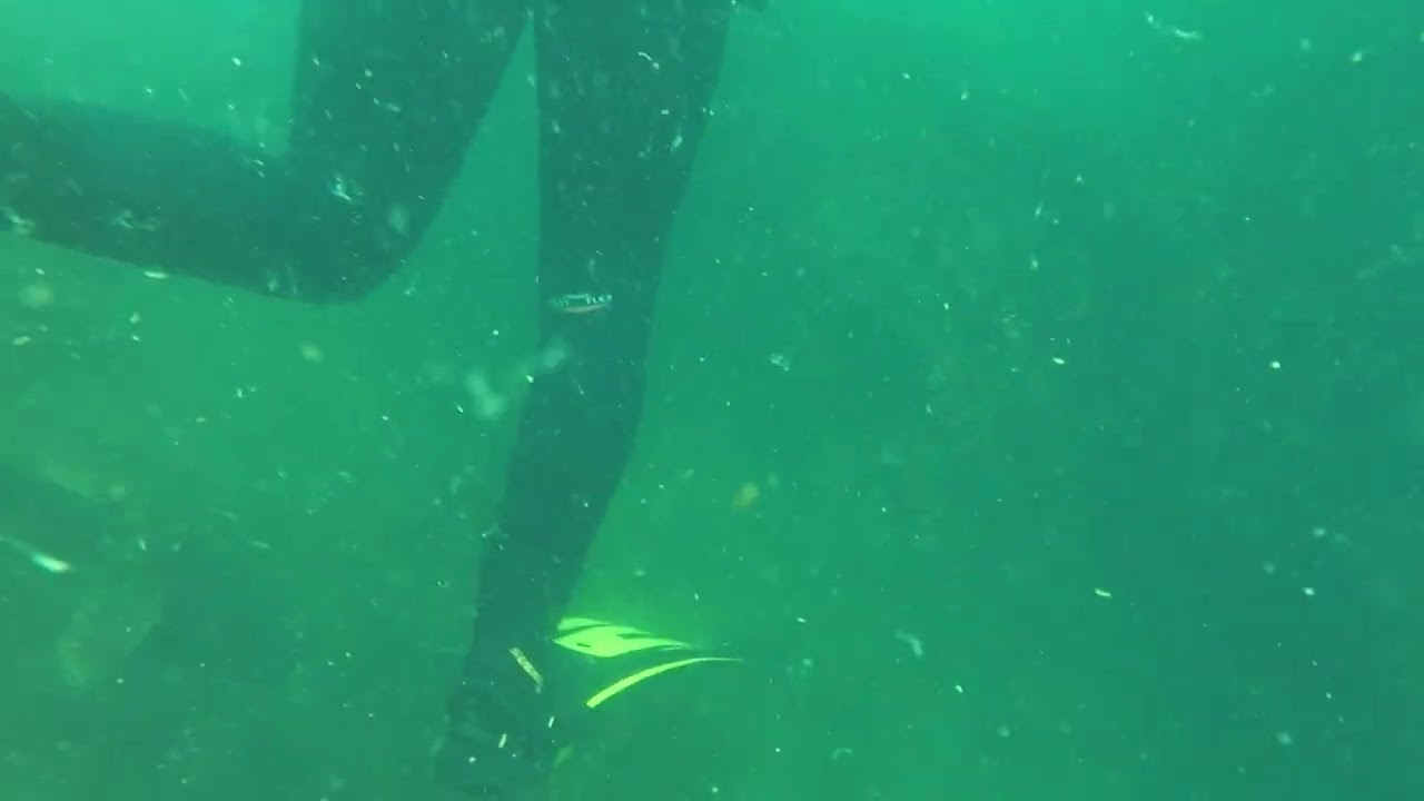 Buceo en El Folías 20201220 #4/12