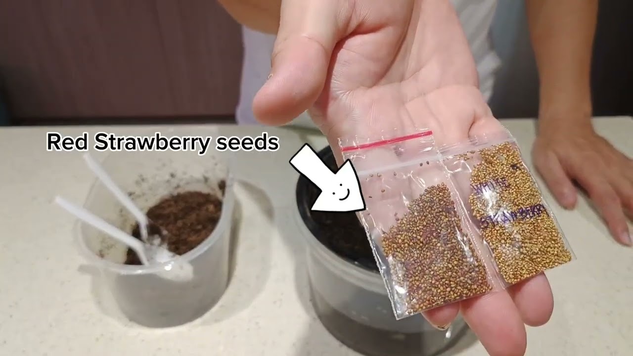 How to grow white Strawberry in Singapore (Part 01)