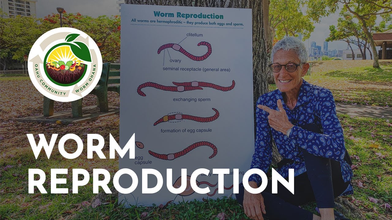 Worm Reproduction - Oʻahu Community Worm Ohana