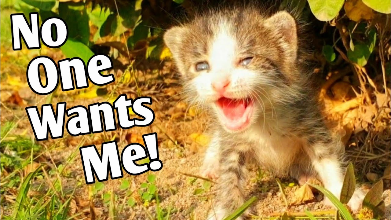 Trying to Save a Poor Kitten, Now Safe and Loved