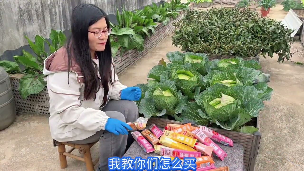 去年网友送了两包菜苔种子，种了其中一包，收获满满吃都吃不完 不得不感叹，菜苔真的是性价比超高#抖音商城年货节#便宜好吃的零食#菜苔 #菜心 #菜心种植