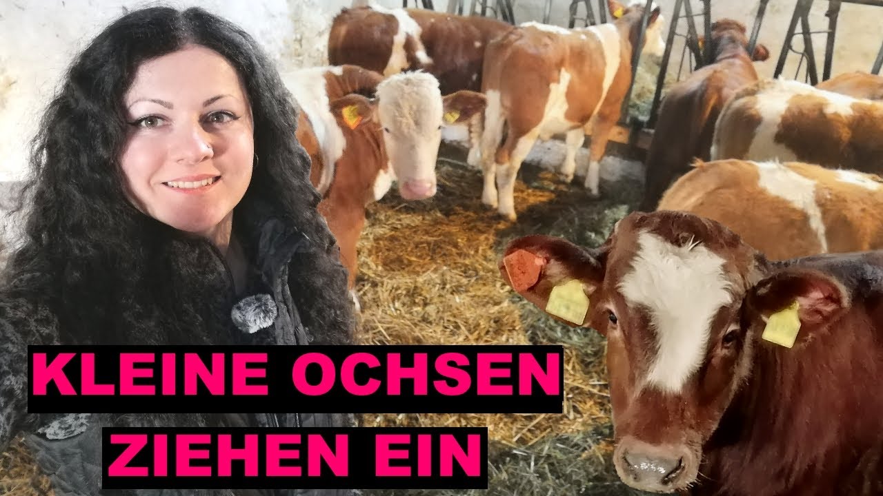 FarmVlog#46 Neuzugang, die jungen Ochsen sind endlich da - Vorbereitungen und Einzug der Bande