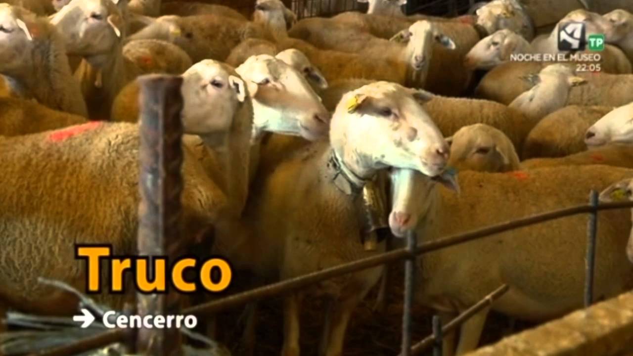 Una explotación ganadera de Premio