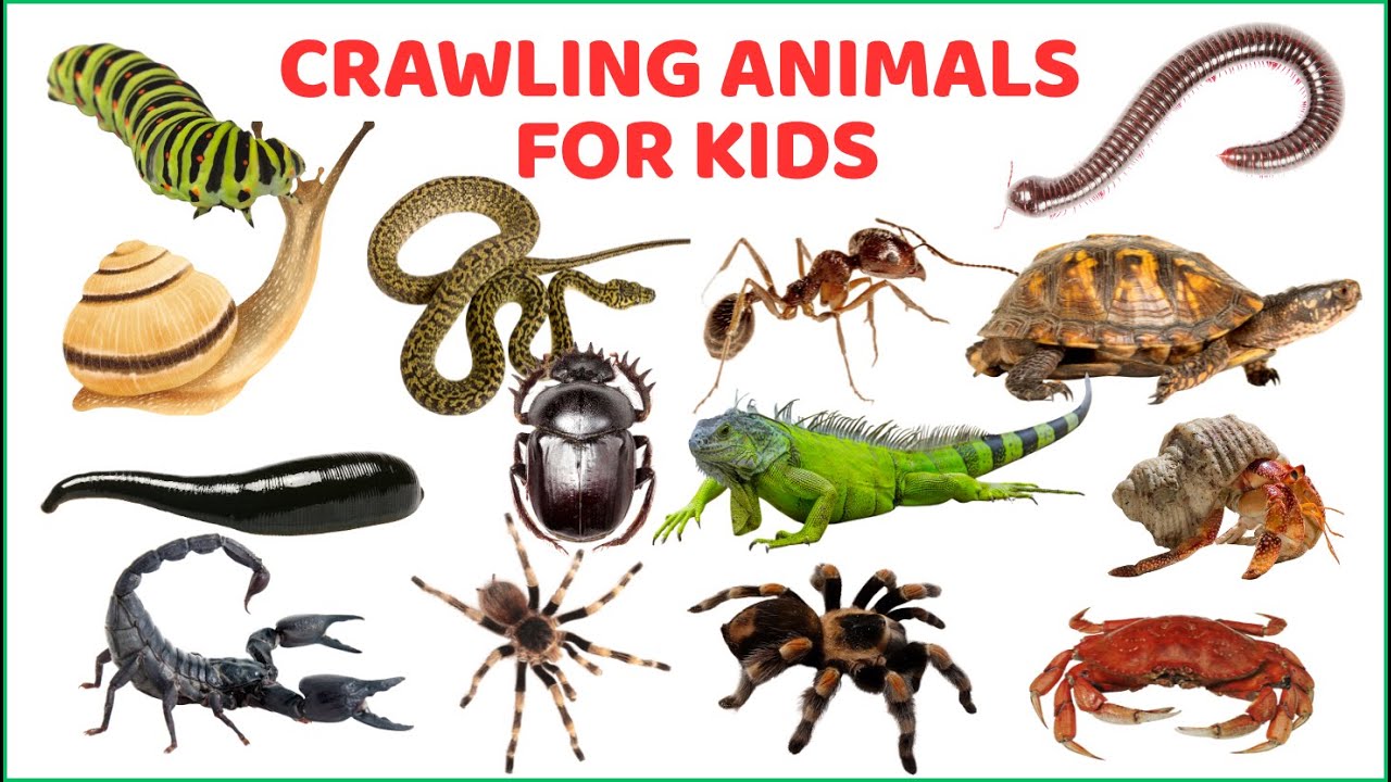 Crawling Animals for Kids with Real Pictures & Videos | Learn Bugs & Reptiles 🕷️