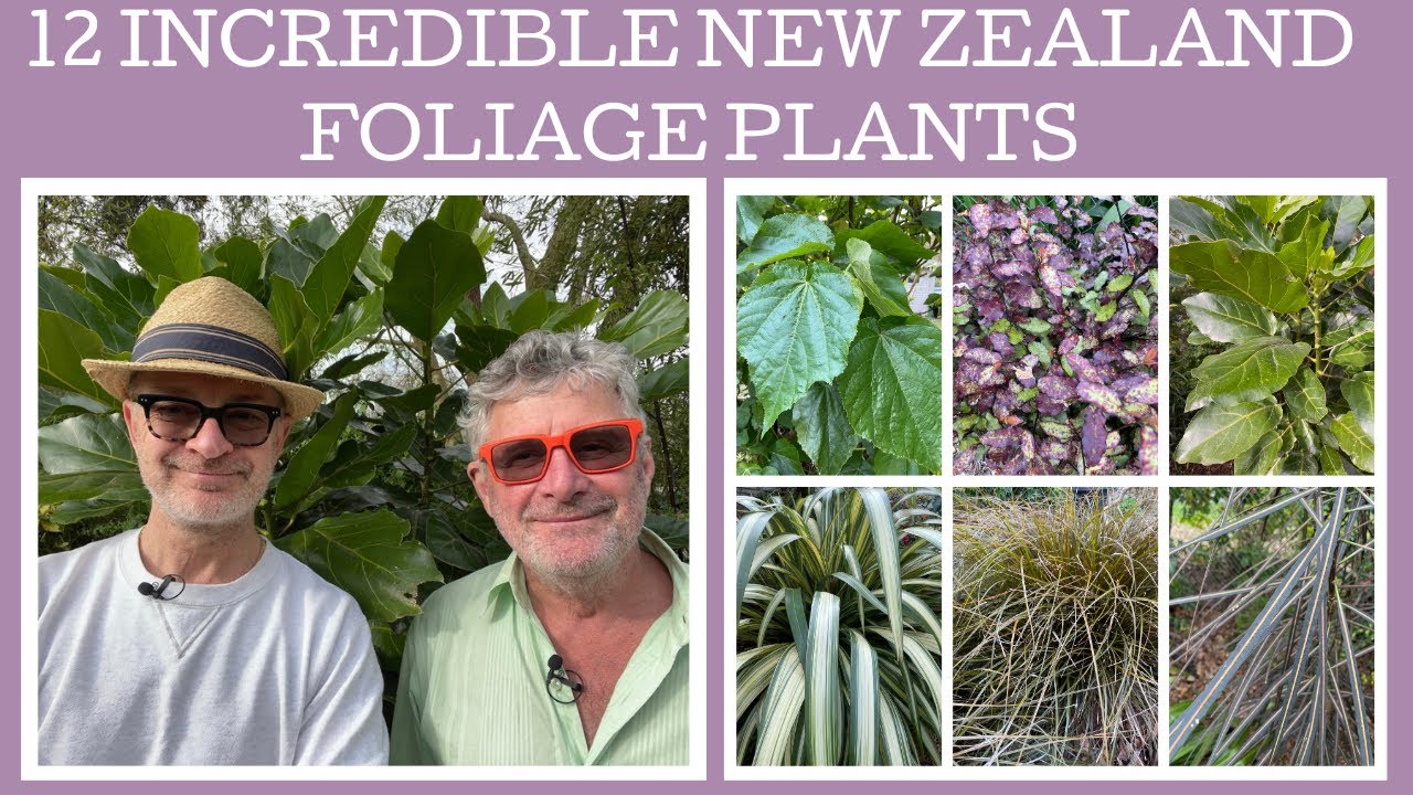 12 incredible New Zealand foliage plants!
