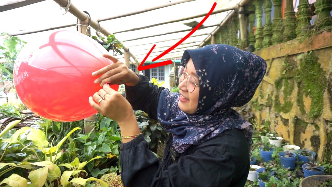 NEMU BALON,TIUP BALONYA SAMPAI MELETUS