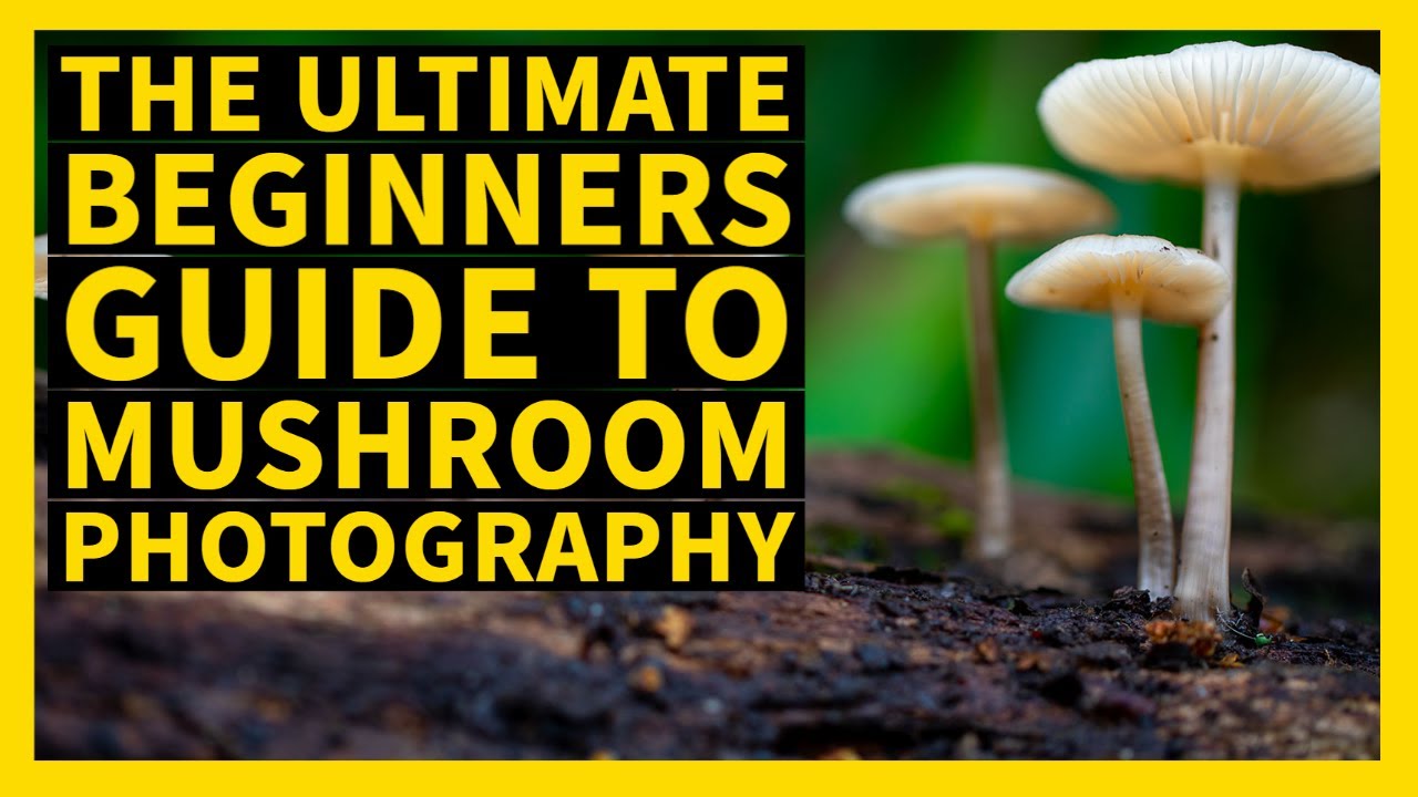 How to find, setup. photograph and edit your mushroom photos, a beginners guide.