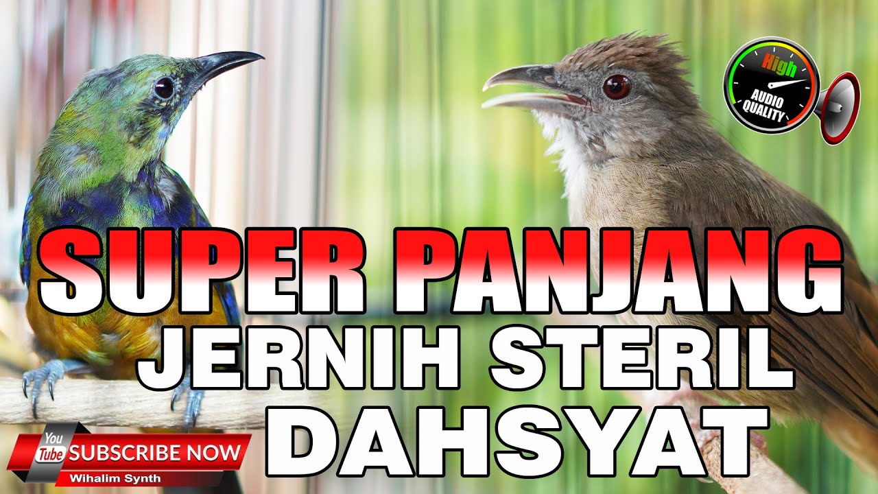 CUCAK CUNGKOK ISIAN VS KAPAS TEMBAK GACOR PANJANG JERNIH SPEED RAPAT BAIK UNTUK MASTERAN MURAI BATU