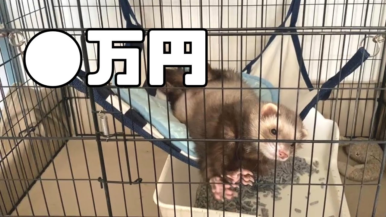 【フェレット】お迎えにかかったリアルな金額公開します