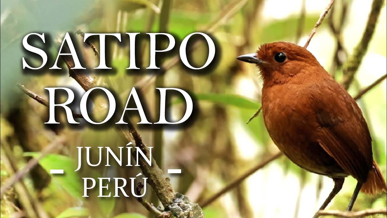 Satipo Road - Perú