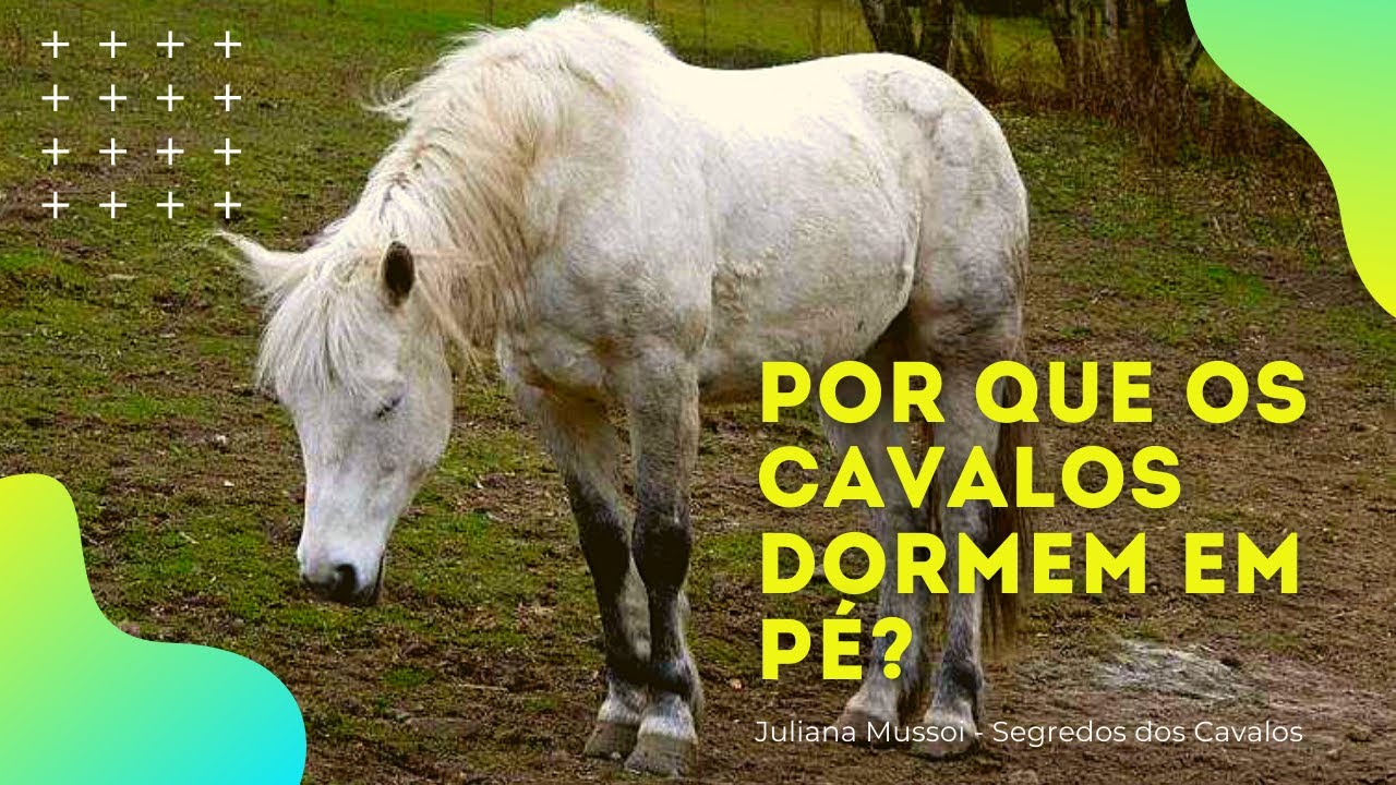 POR QUE OS CAVALOS DORMEM EM PÉ?  Curiosidades!