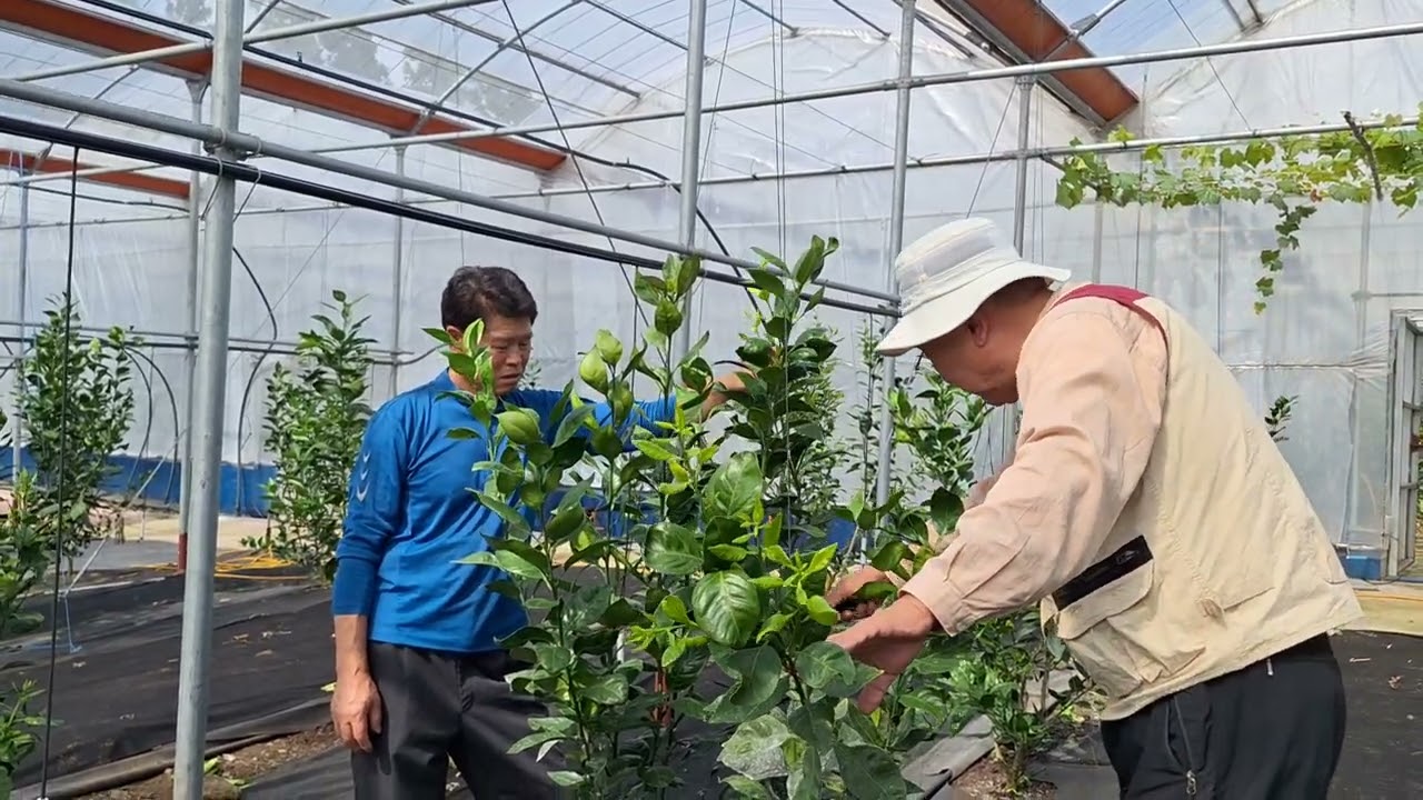 서니트 영양생장과 생식생장을 다르게 해야 한다.16/10도순@김박사 감귤