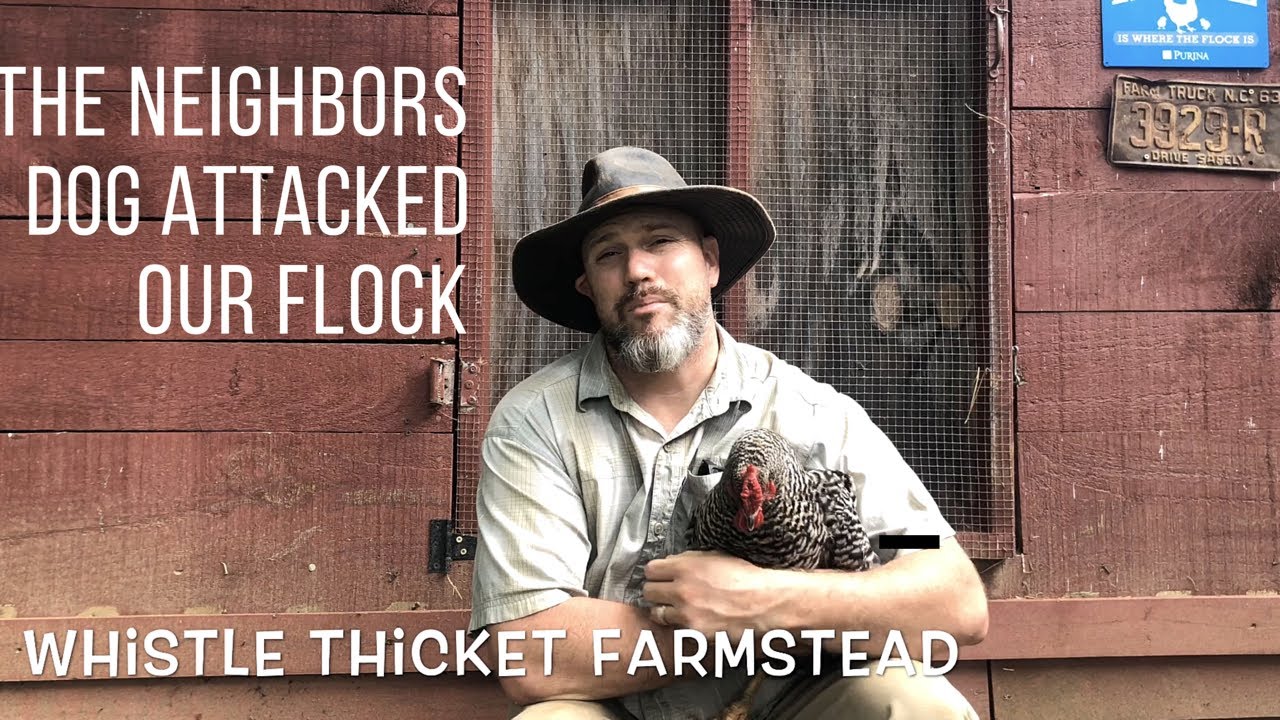 Neighbors DOG Attacked our Chicken!