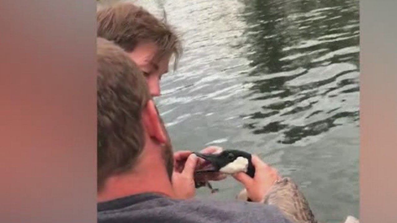 Goose asks for help to get hook out of beak
