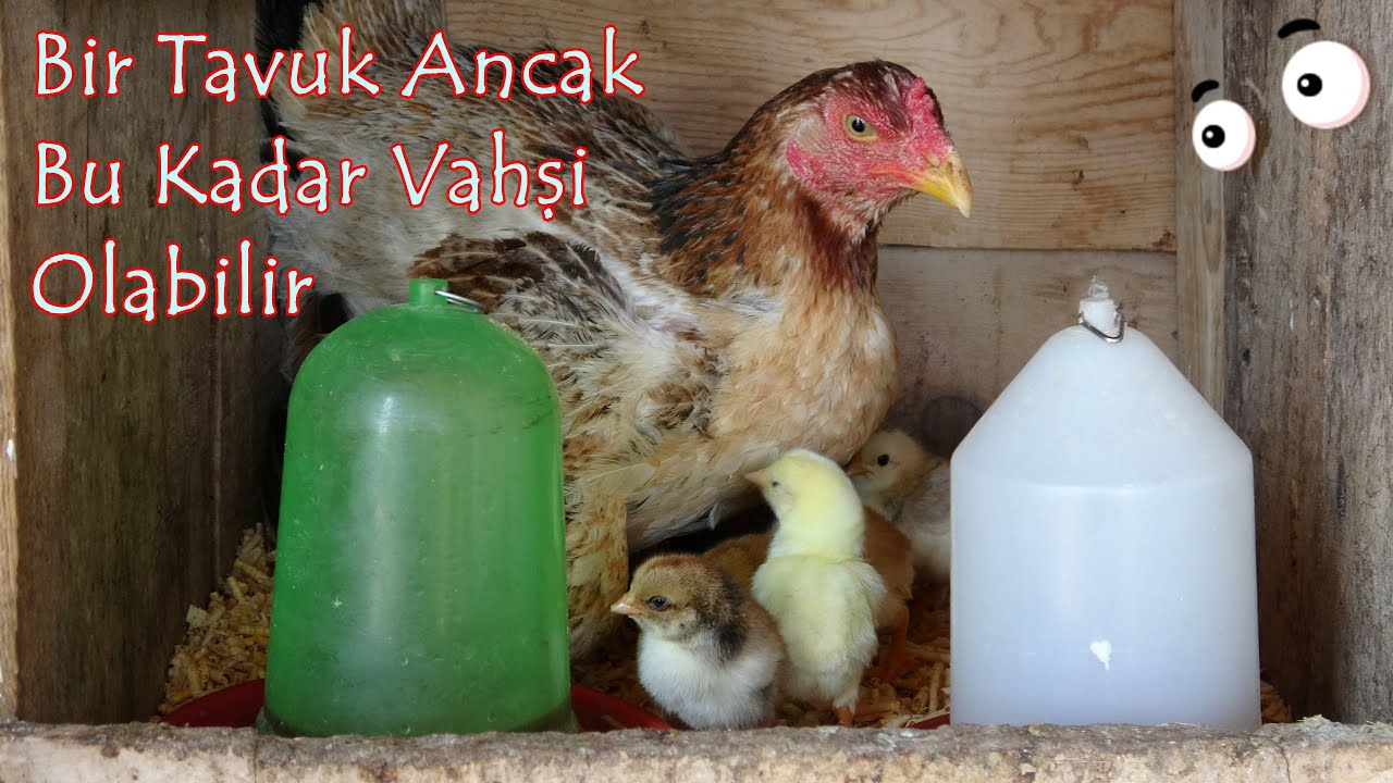 Deli Tavuğumuz Gurk Oldu Kümes Şenlendi