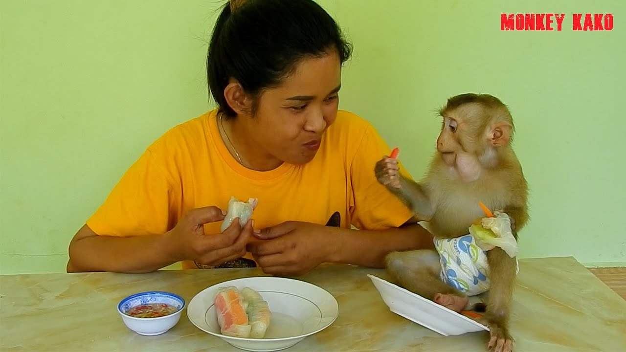 Adorable Monkey, Mom Making Fresh Spring Rolls With Pork For Monkey Kako Eat