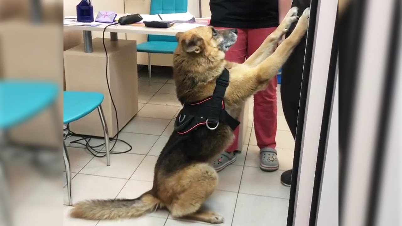 Even though he was treated badly, he still couldn't bear to leave his owner