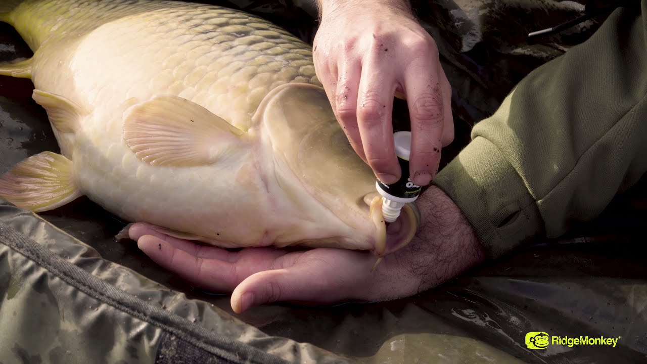 RidgeMonkey ProCare Fishcare Solution sebfertőtlenítő folyadék