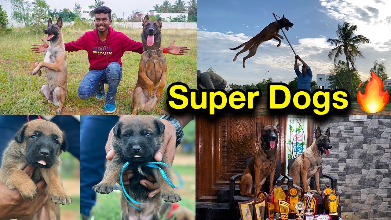 SUPER DOGS 🔥 Shadow The Belgian Malinois | Dog Lovers | Puppy Sales | Dog Training