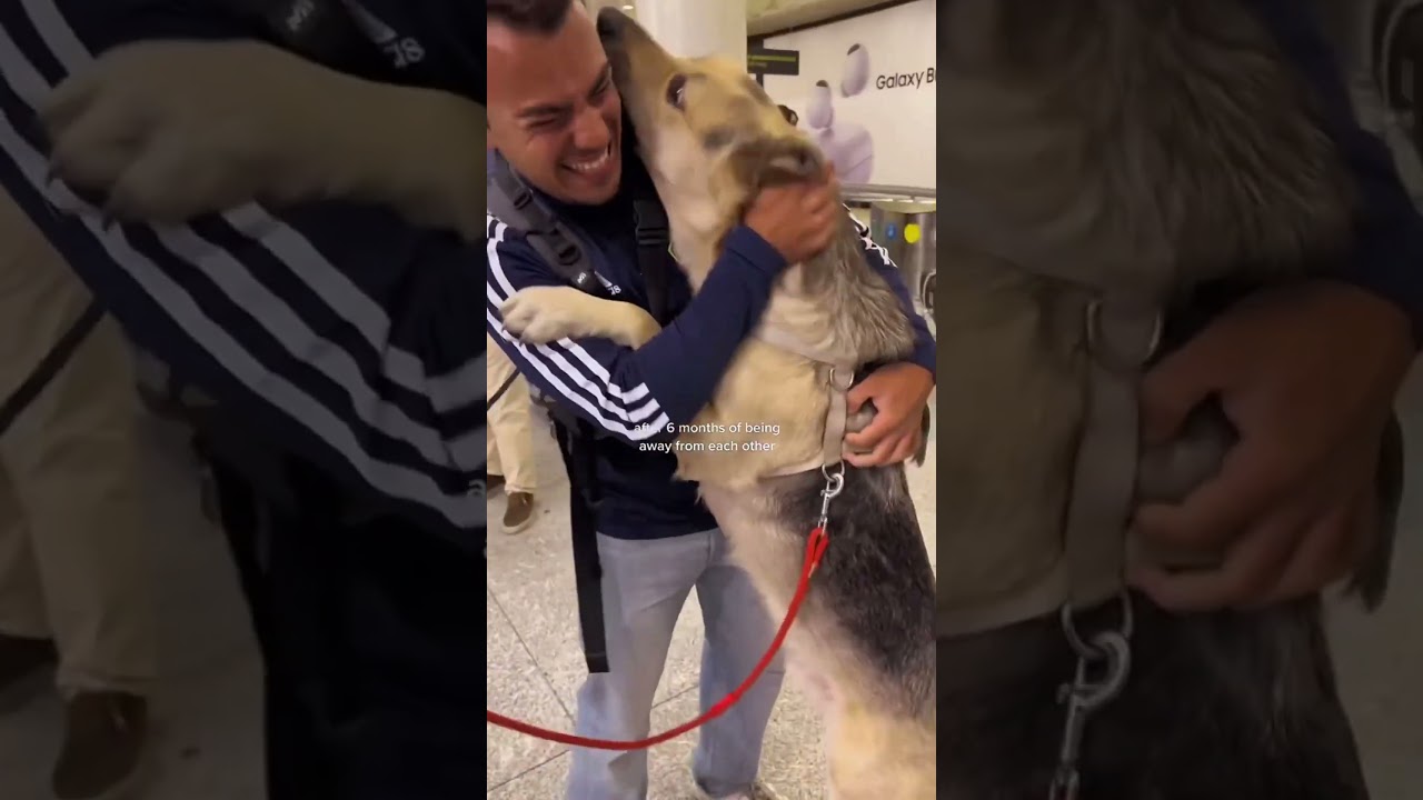 #dogs #love #lovingpets #dogvideos #pets #petlovers #dogslove #puppy #petlove