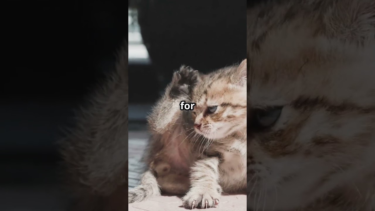 Adorable Kitten Facts You Can't Resist!
