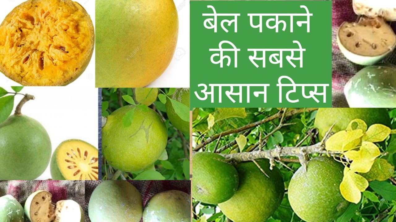 कच्चा बेल पकाने का आसान टिप्स/ woodapple Ko gar me Kaish pakaye