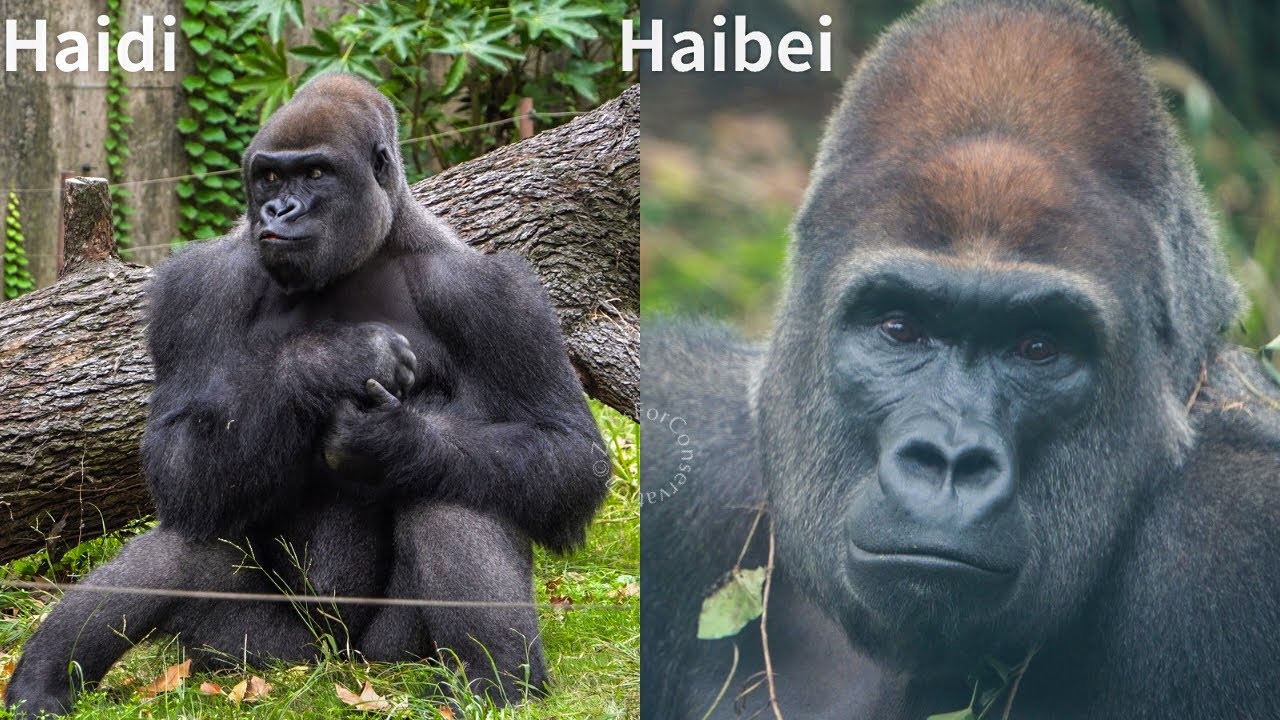 Gorilla brothers have different living environments.