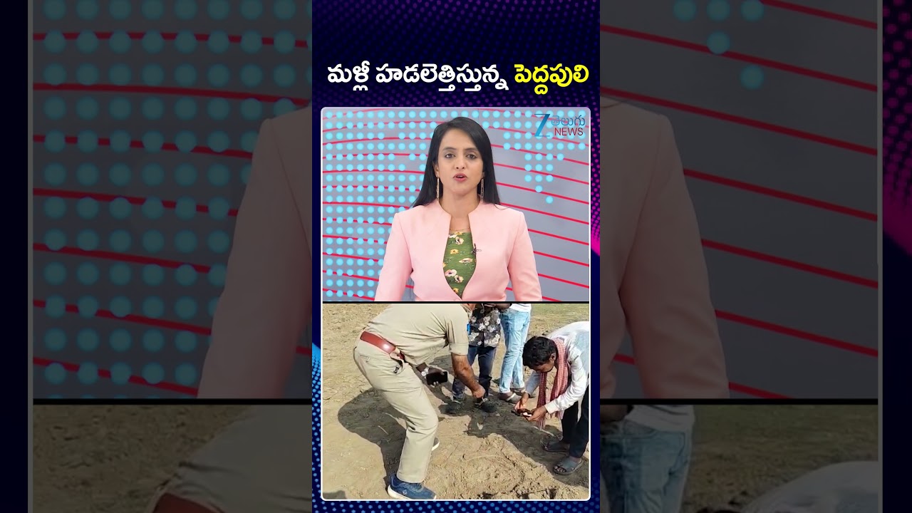 Tiger Hulchal In Siddipet District | Telangana | మళ్లీ హడలెత్తిస్తున్న పెద్దపులి | ZEE Telugu News