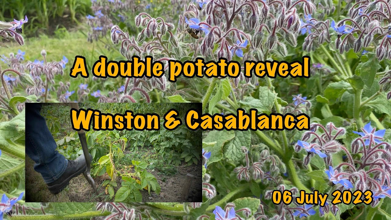 2023-07-06-A double potato reveal - Winston & Casablanca