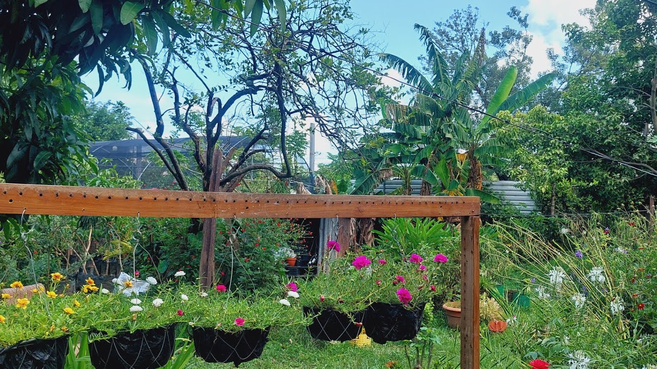  “Un PASEO entre FLORES: ASÍ LUCE mi JARDÍN en todo su esplendor”#gardening #flowers .