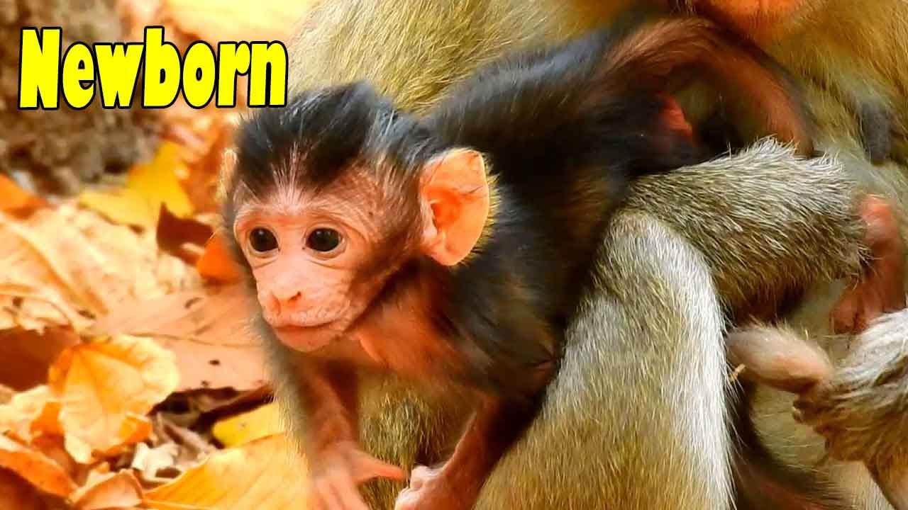 Update News! In The Future In MOHANOR Troop Will Be A Big Family In This Area Coz They Alot Newborn