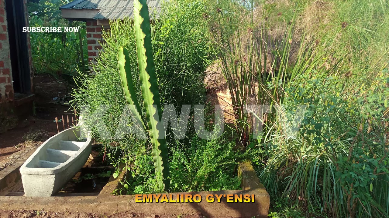 EMYALIIRO GY'ENSI.(olina kwetuukiriza di,,gwe abadde asobya abalala ani akuvunana era tulidawa.
