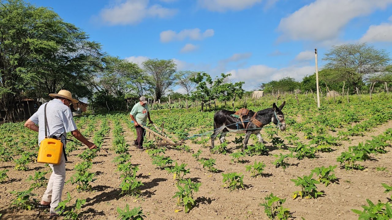 Fuscão Preto cultivando plantio de feijão na Clarinha Itapetim PE em 13-03-26