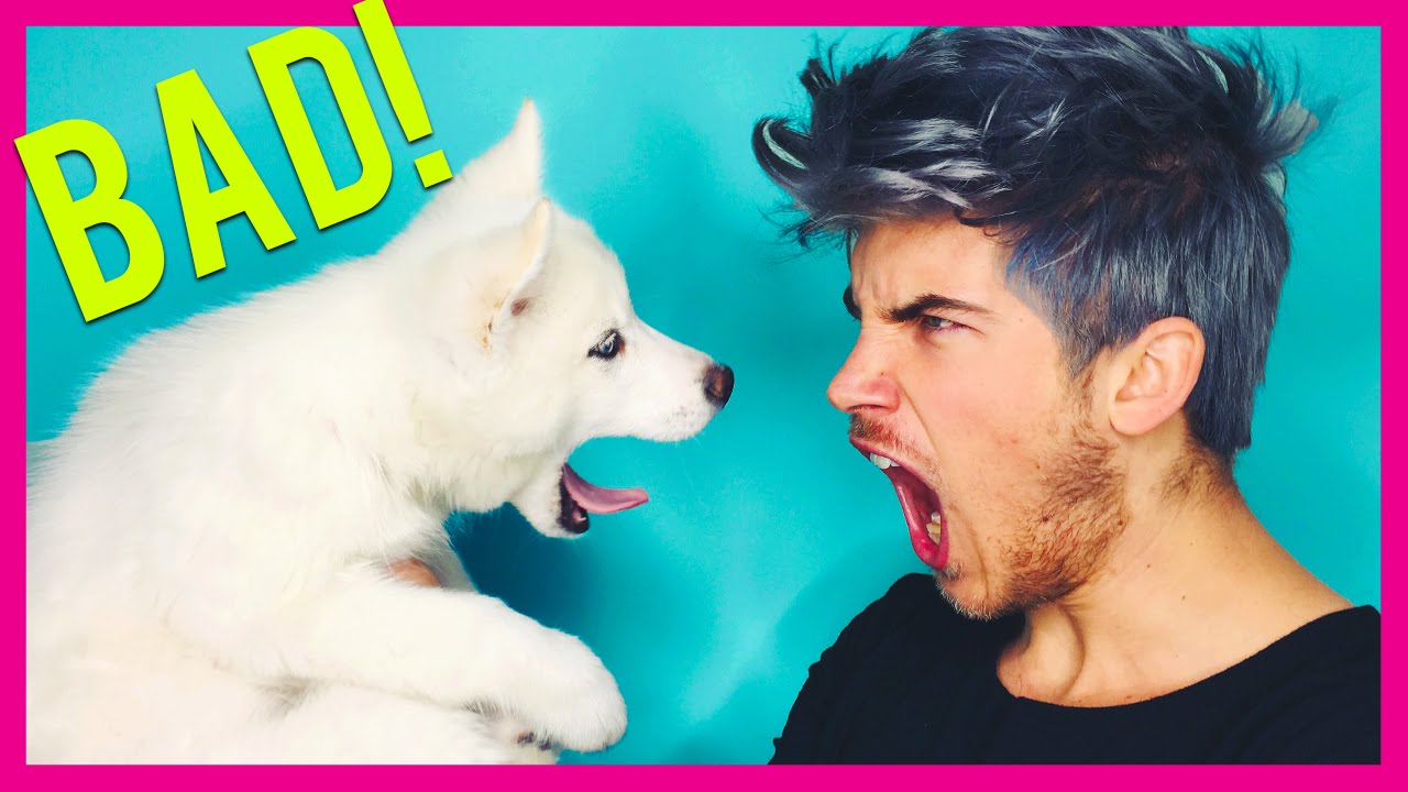 NAUGHTY PUPPY!