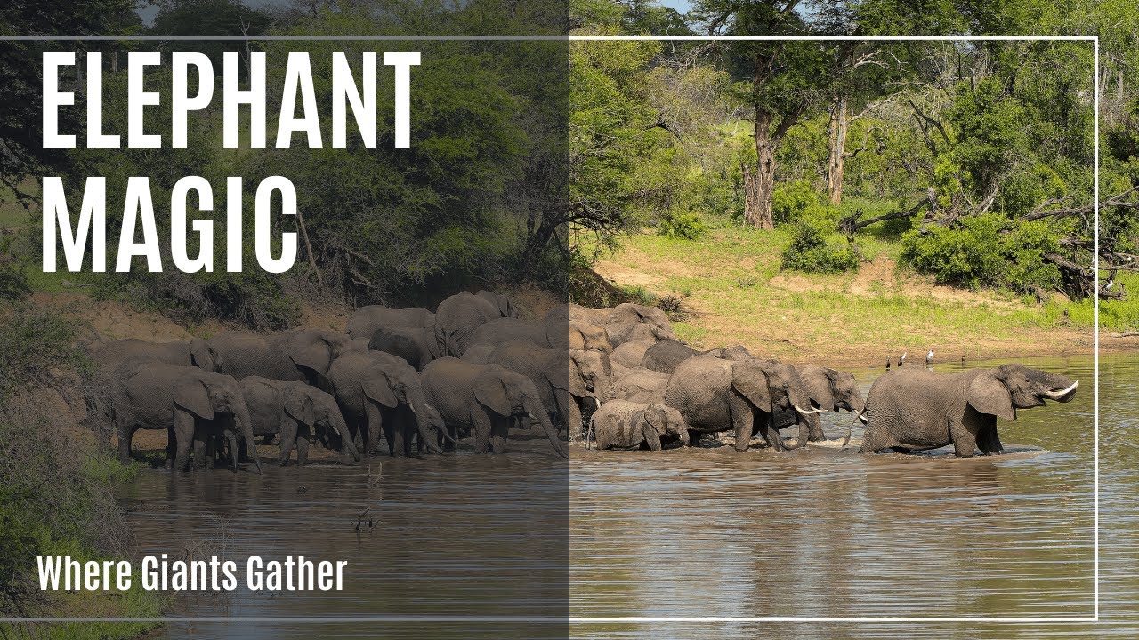 Elephant Magic at a Kruger Waterhole | Wildlife Moments in South Africa