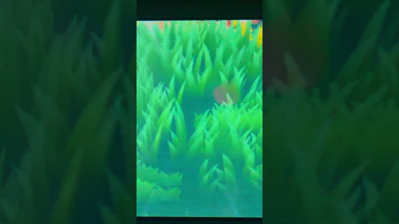 Shiny Rowlet Ultra Sun✨- 2,000+ SR&rsquo;s
