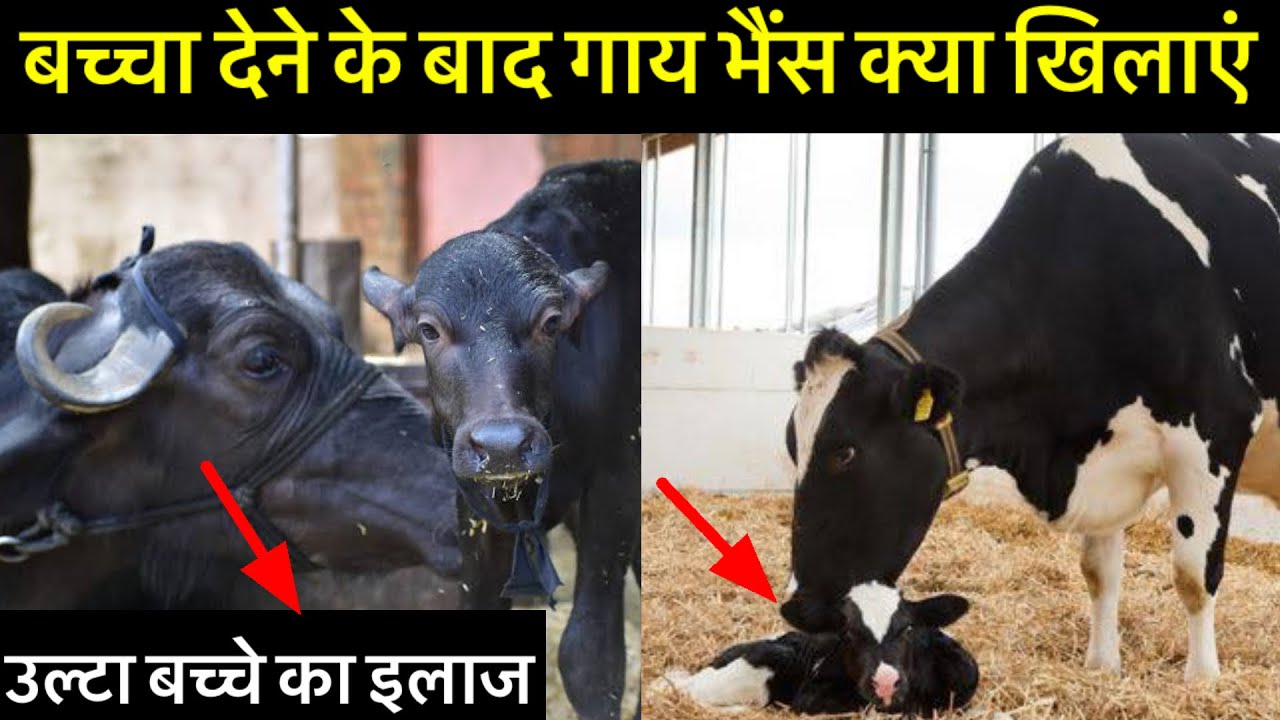 बच्चा देने के बाद गाय भैंस को क्या खिलाये।गाय भैंस का उल्टा बच्चा का इलाज।Pashu ko delivery kya de |