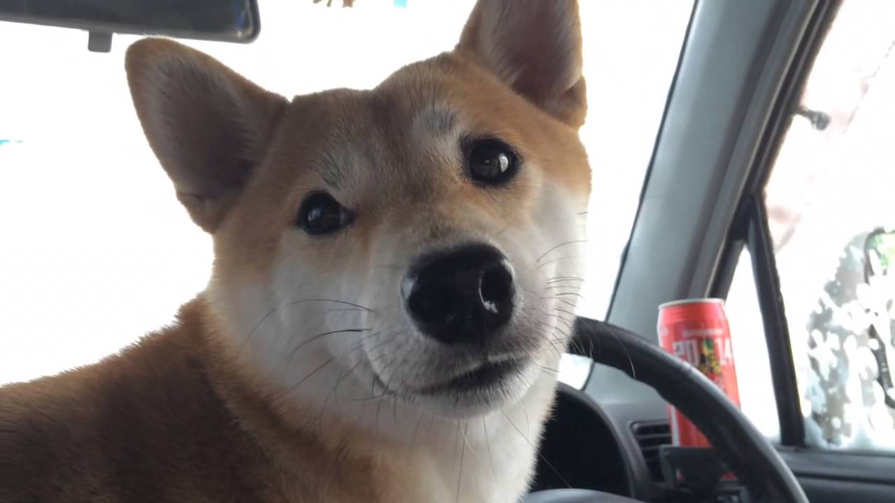 柴犬もも 洗車に行く Shiba Inu first car wash