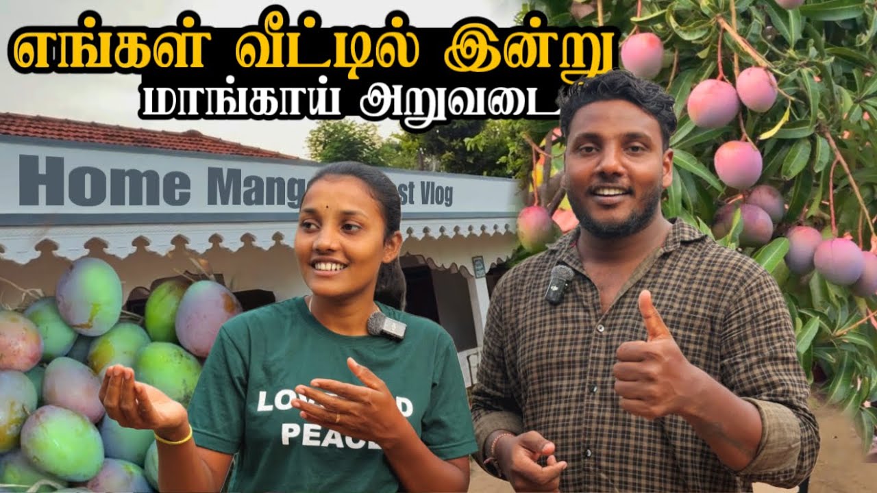 எங்கள் வீட்டில் இன்று மாங்காய் அறுவடை! 🥭😍 | Home Mango Harvest Vlog | Pavaneesan Ulagam